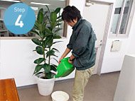 ステップ4.葉の汚れの除去や害虫チェックなどを行い、たっぷい水やりをして終了