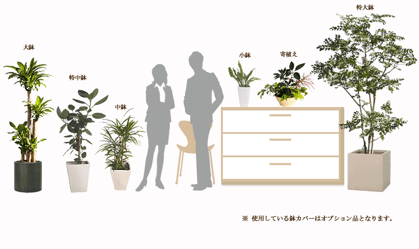 観葉植物のサイズは、大鉢、中鉢、特中鉢、小鉢、寄植え、特大鉢と大きさをお選び頂けます。